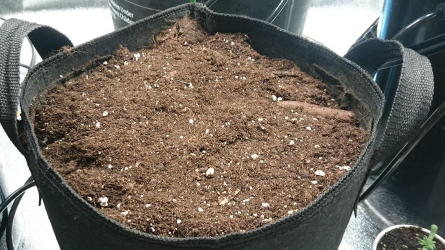 Lady Muireann. Week 0 - 0