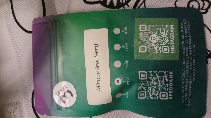 Lady Parysatis. Week 0