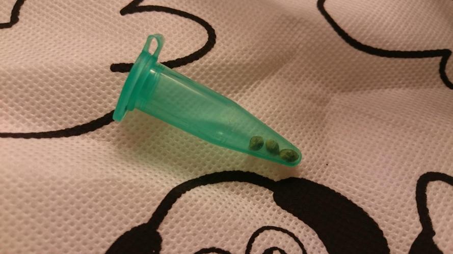 Lady Parysatis. Week 0 - 0