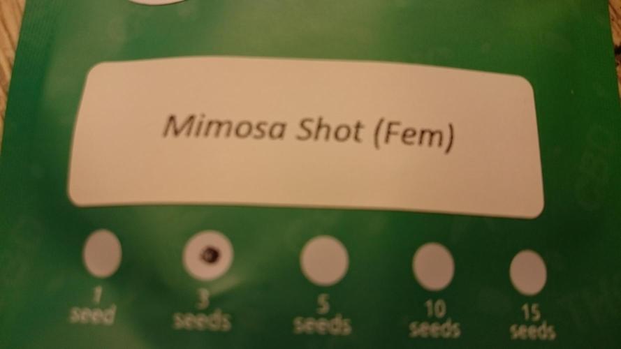 Lady Parysatis. Week 0 - 0