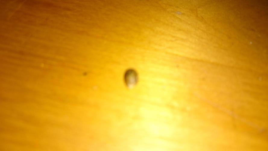 Lady Parysatis. Week 0