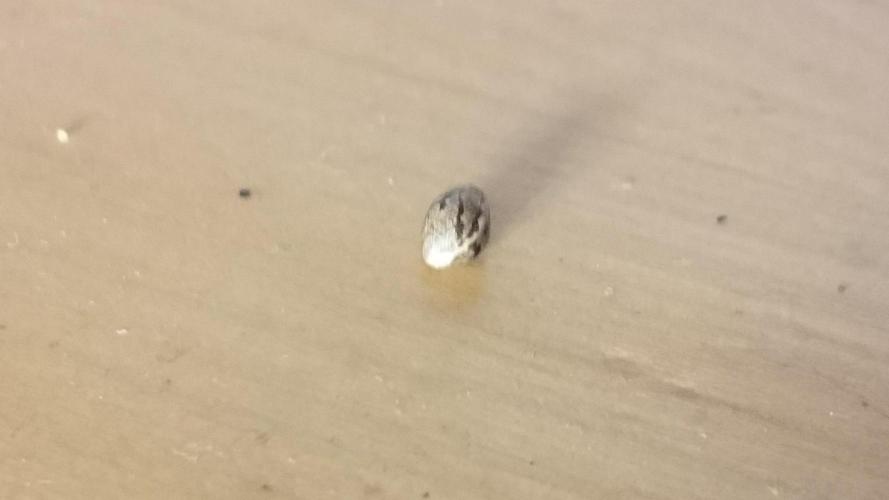 Lady Parysatis. Week 0 - 0