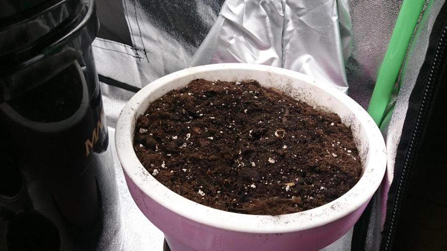 Lady Parysatis. Week 0 - 0