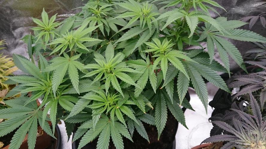 Lady Livia Vi. Week 7 - 72