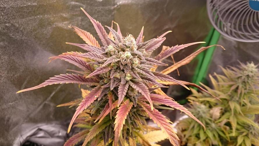 Lady Marinka Alis. Week 11 - 1/2