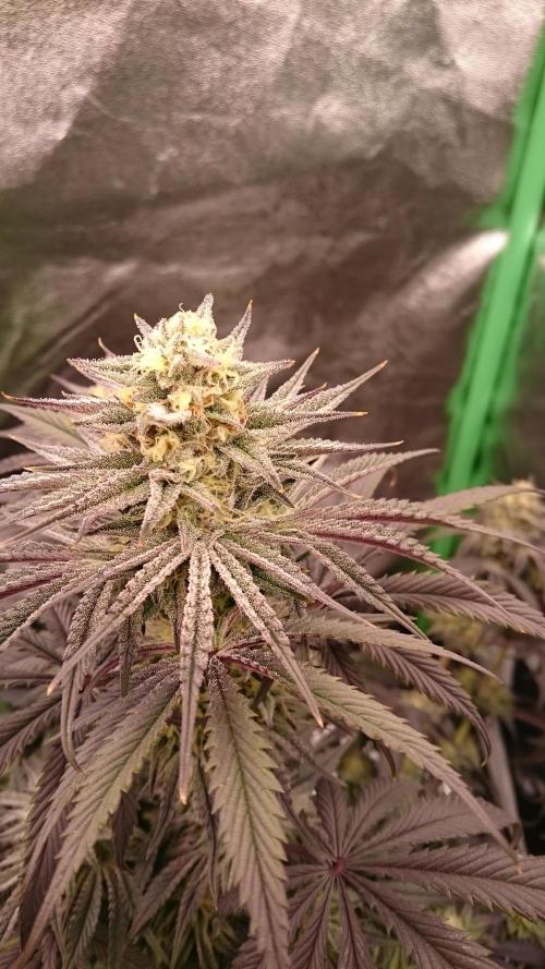 Lady Puja. Week 7 - 79