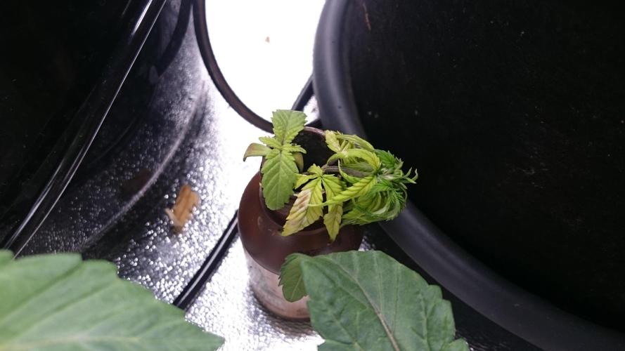 Bagseed BloodDragon lastone. Week 1