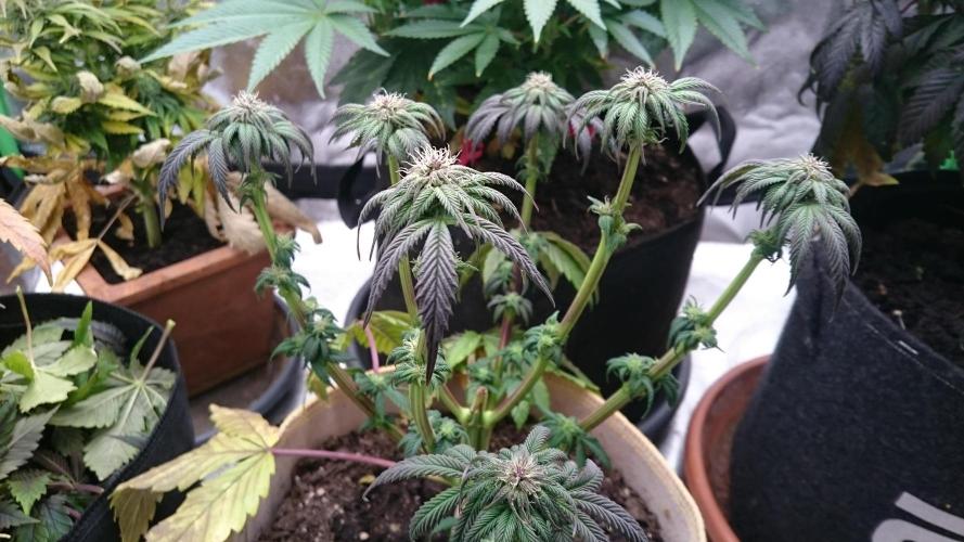 BagseedBloodDragon. Week 5 - 55