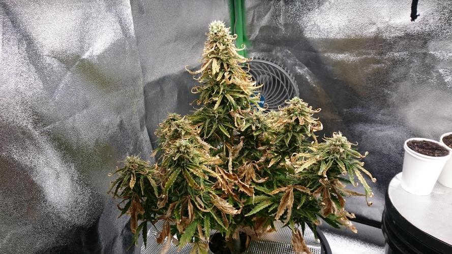 Lady Fatemah. Week 7 - 74