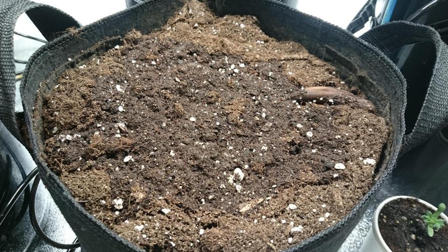 Lady Muireann. Week 0 - 1