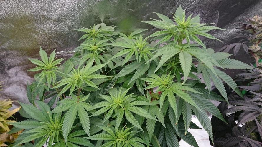 Lady Livia Vi. Week 7 - 74