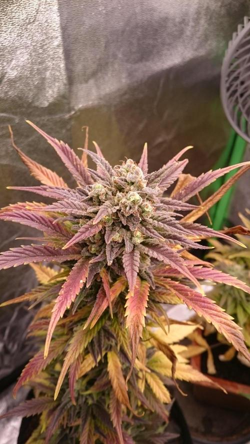 Lady Marinka Alis. Week 12