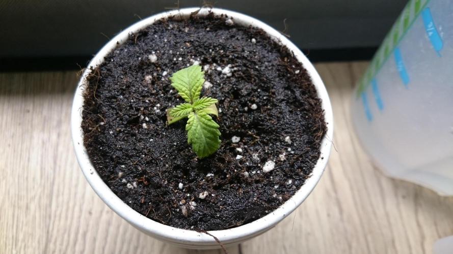 Bagseed BloodDragon lastone. Week 1 - 18