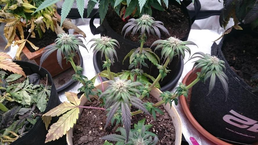 BagseedBloodDragon. Week 5 - 56