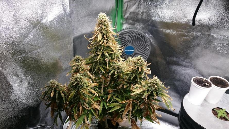 Lady Fatemah. Week 7 - 75