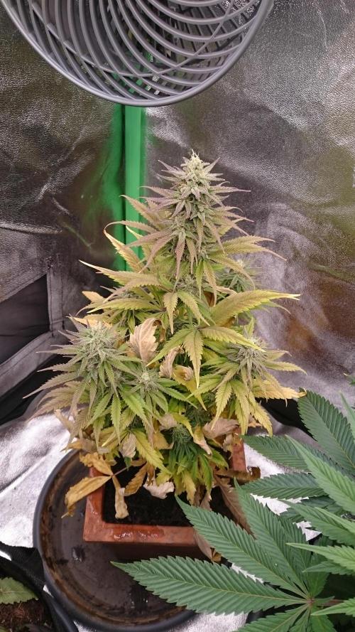 Lady Kayly. Week 7 - 76