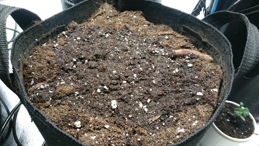 Lady Muireann. Week 0 - 2