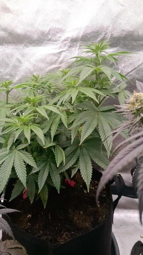 Lady Livia Vi. Week 7 - 75