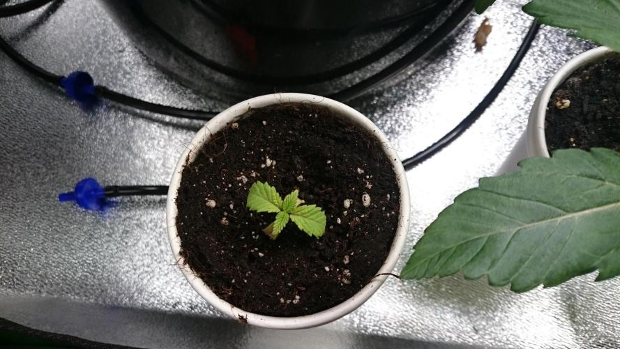 Bagseed BloodDragon lastone. Week 1 - 19