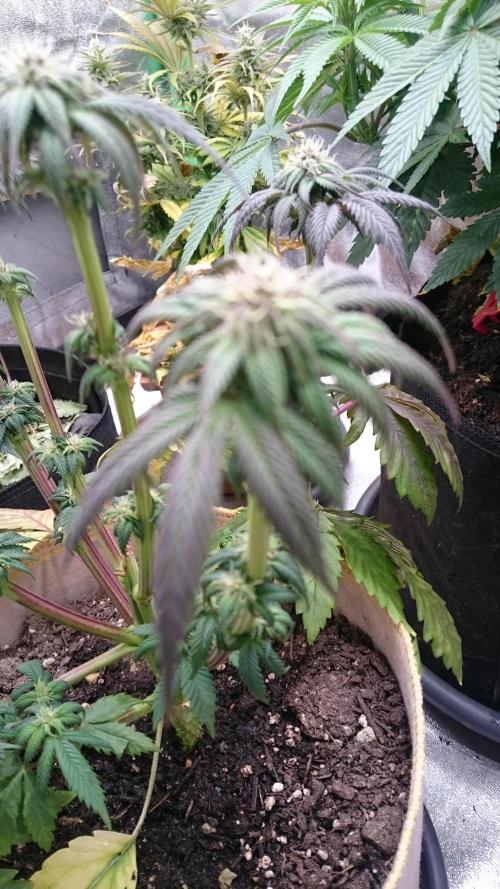 BagseedBloodDragon. Week 5 - 57