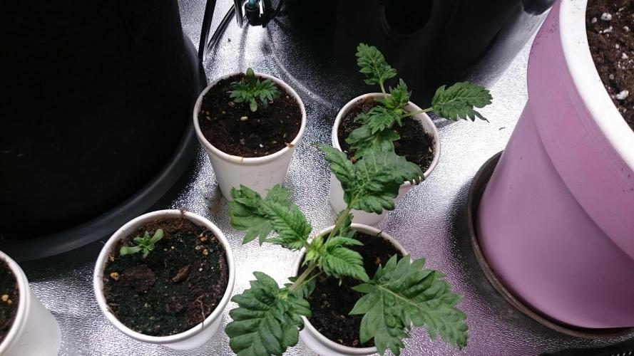 Bunch of Fern. Week 1 - 16