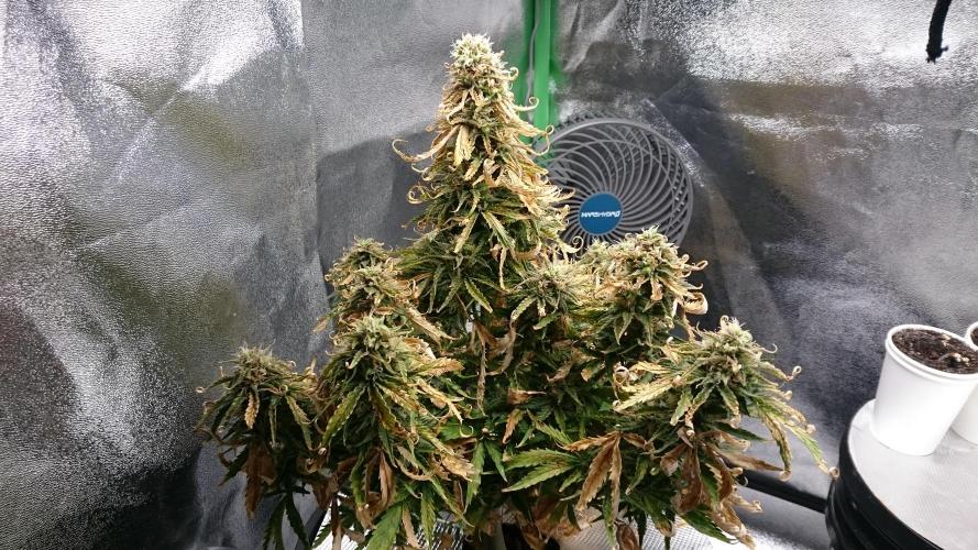 Lady Fatemah. Week 7 - 76