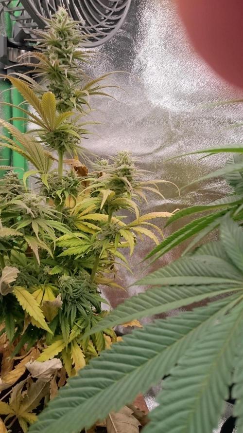 Lady Kayly. Week 7 - 77