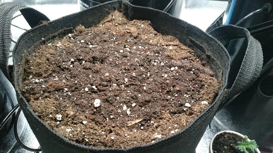 Lady Muireann. Week 0 - 3