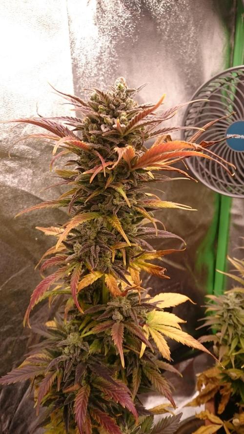 Lady Marinka Alis. Week 12