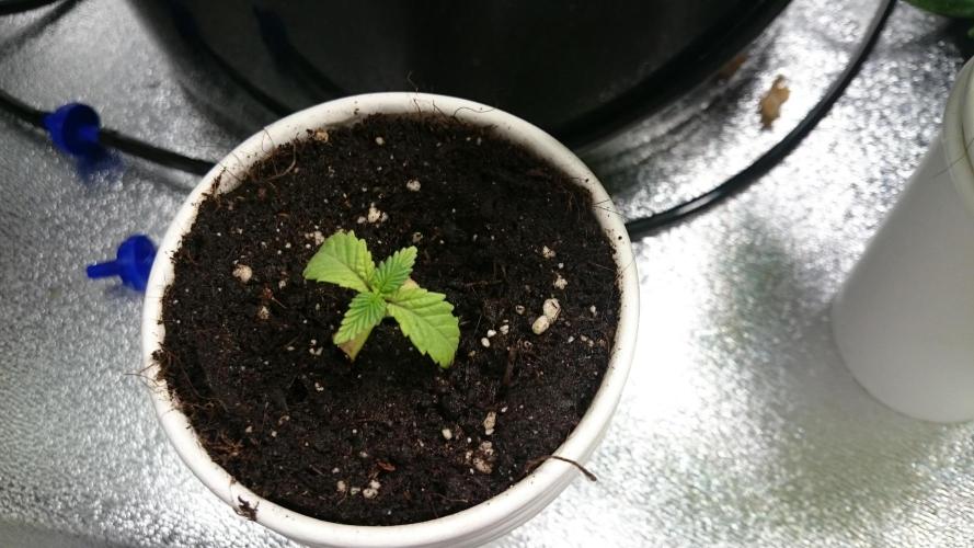 Bagseed BloodDragon lastone. Week 2 - 20