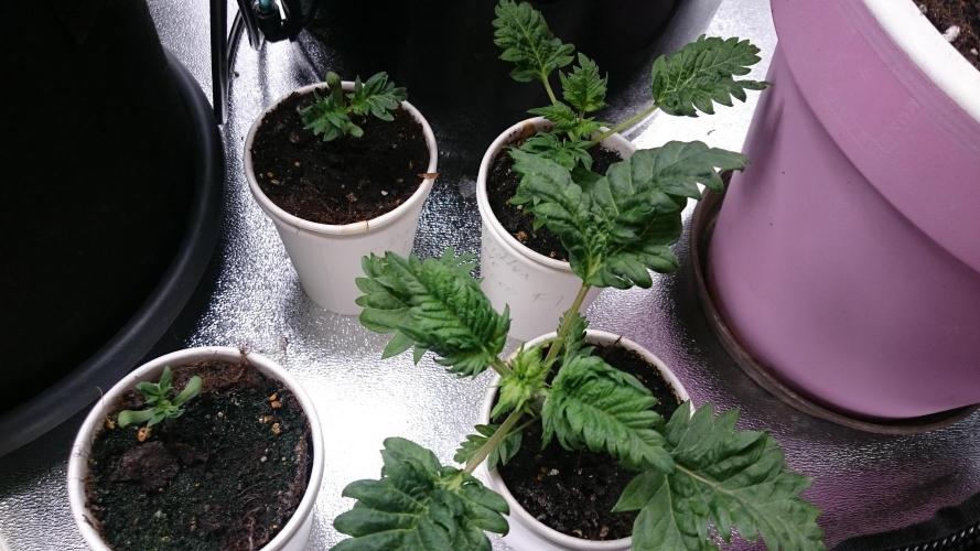 Bunch of Fern. Week 1 - 17