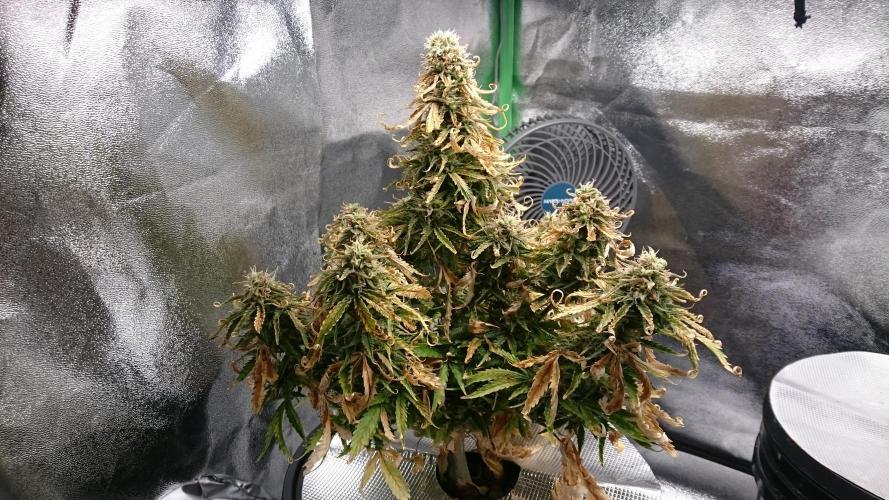 Lady Fatemah. Week 7 - 77