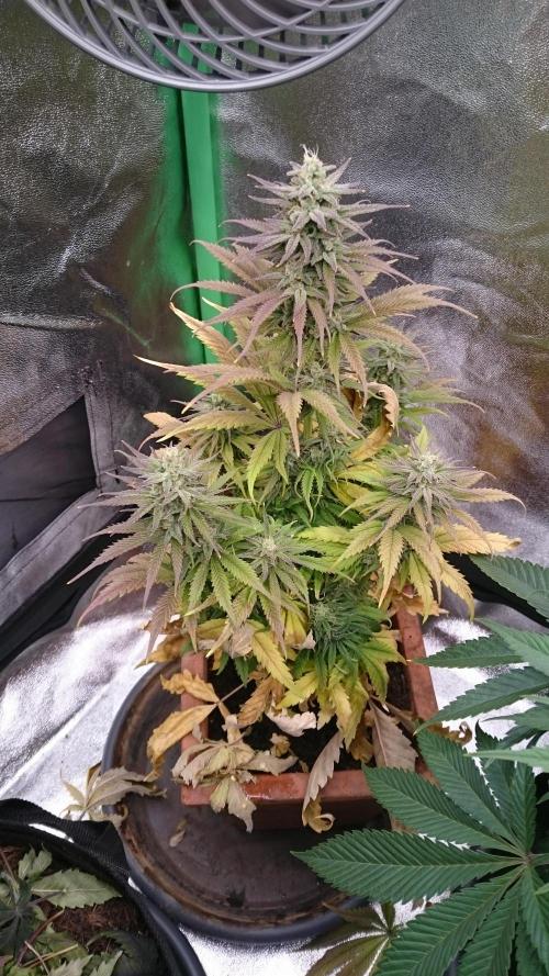 Lady Kayly. Week 7 - 78