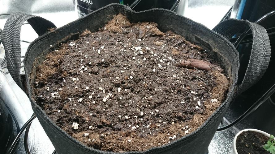 Lady Muireann. Week 0 - 4