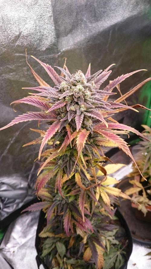 Lady Marinka Alis. Week 12