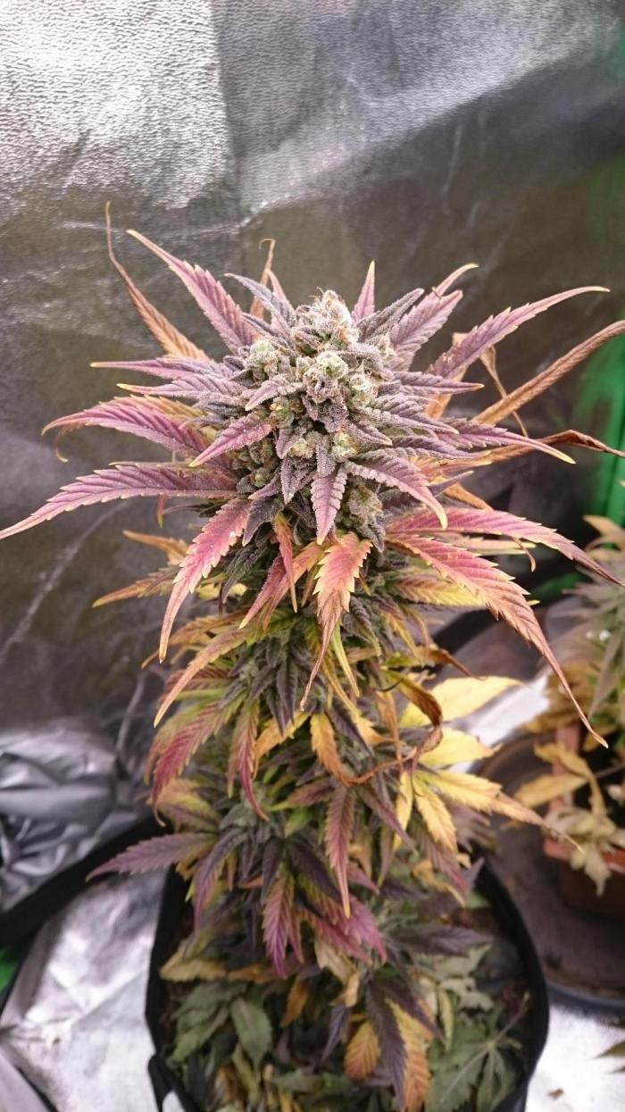 Lady Marinka Alis. Week 13