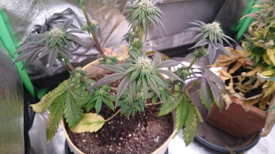 BagseedBloodDragon. Week 5 - 58