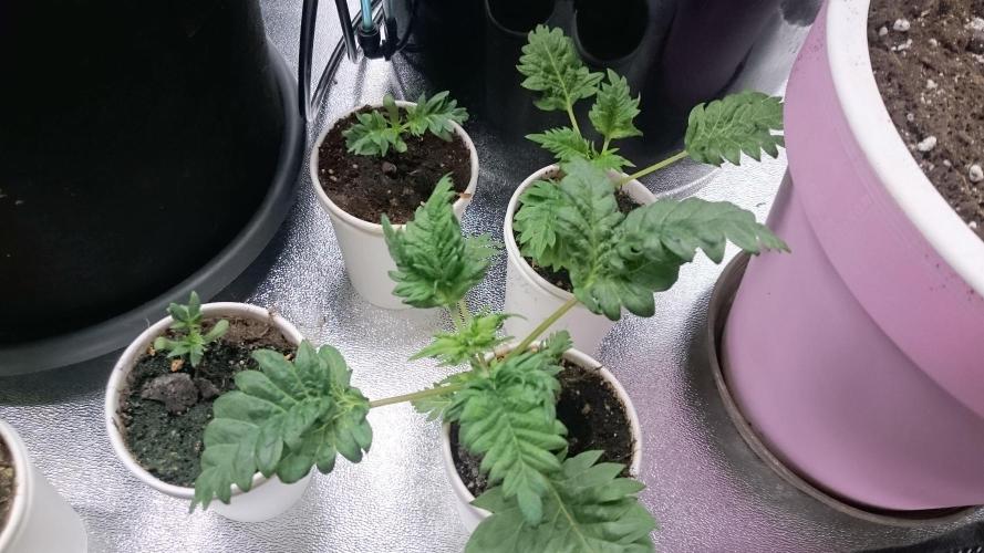 Bunch of Fern. Week 1 - 18