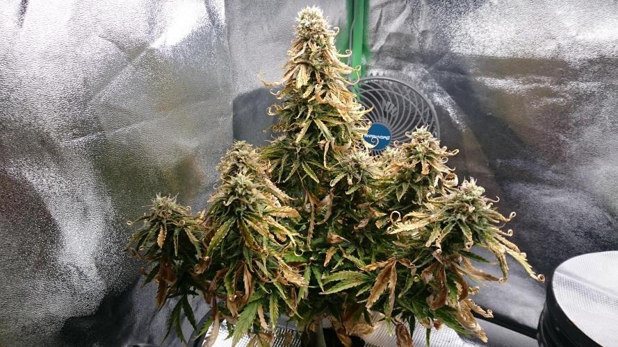 Lady Fatemah. Week 7 - 78