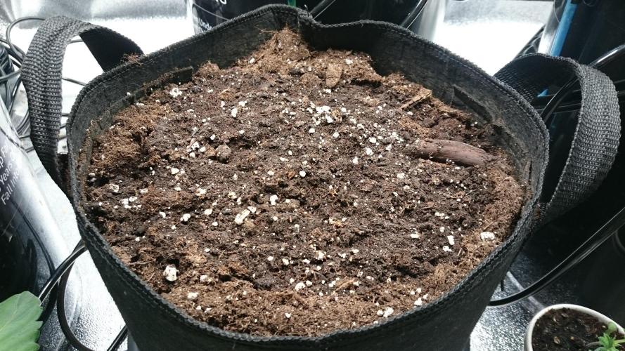 Lady Muireann. Week 0 - 5