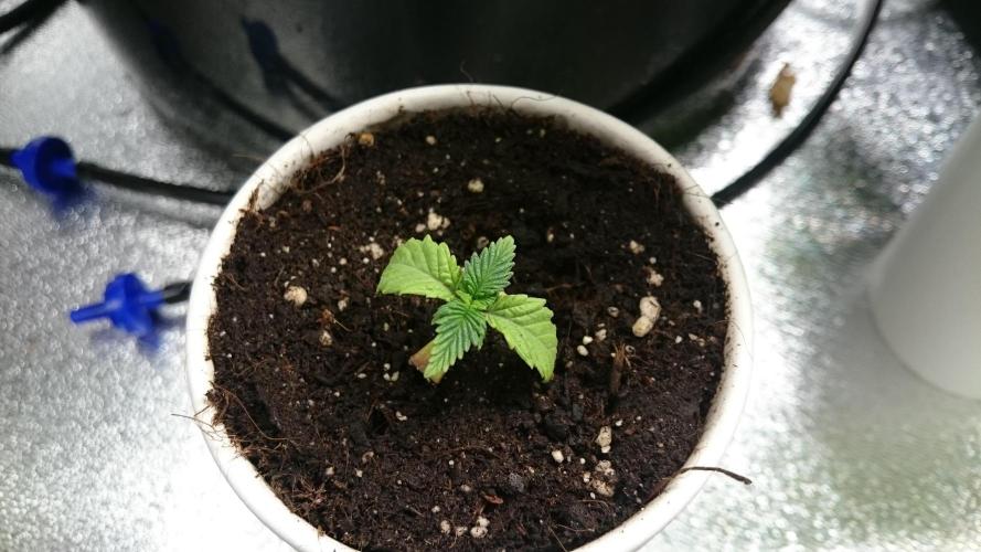 Bagseed BloodDragon lastone. Week 2 - 21