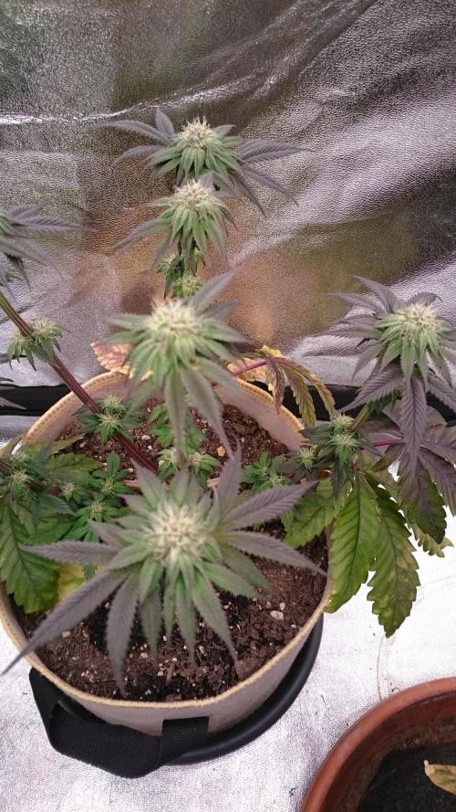 BagseedBloodDragon. Week 5 - 59