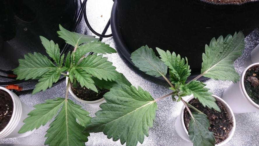 Bunch of Fern. Week 1 - 19