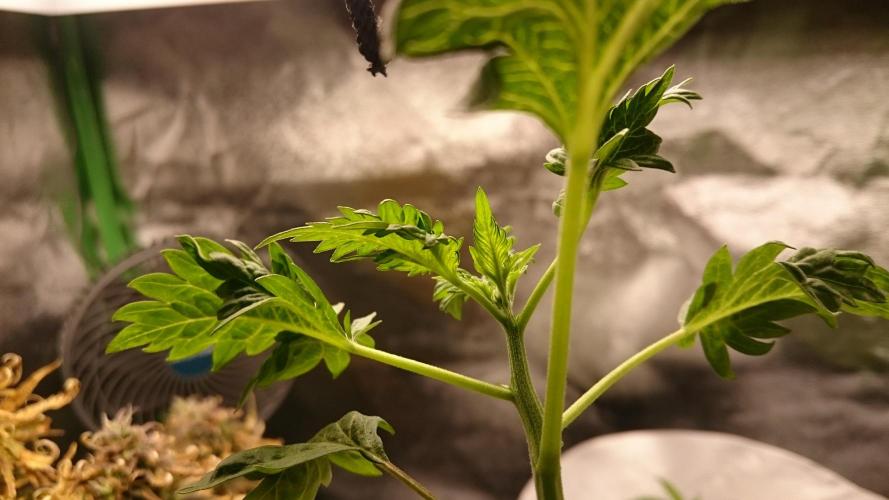 Bunch of Fern. Week 1 - 19 3 head