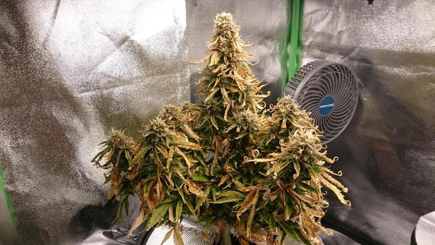 Lady Fatemah. Week 7 - 79