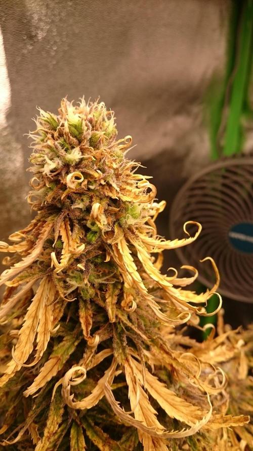 Lady Fatemah. Week 7 - 79