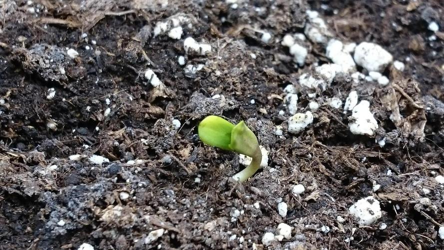 Lady Muireann. Week 0 - 6