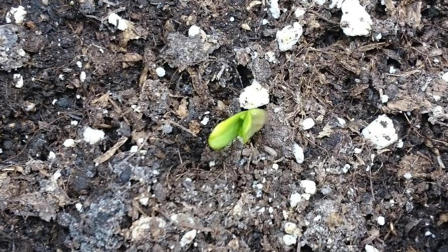 Lady Muireann. Week 0 - 6