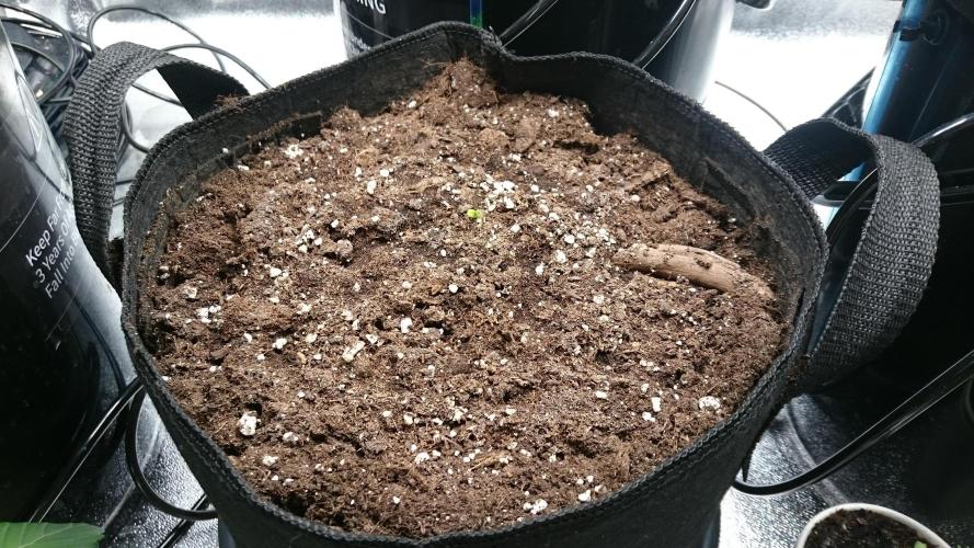 Lady Muireann. Week 0 - 6