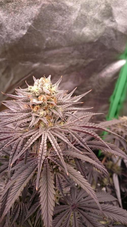 Lady Puja. Week 8 - 84